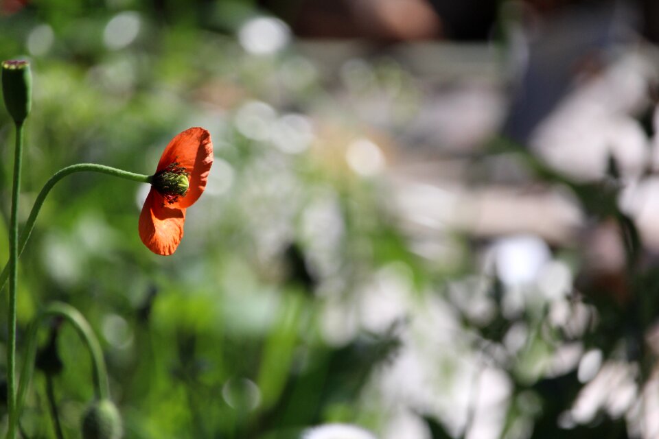 Flower single wild