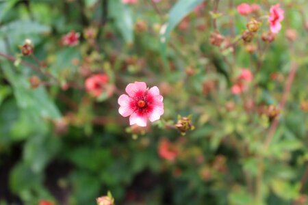 Plant flowers nature