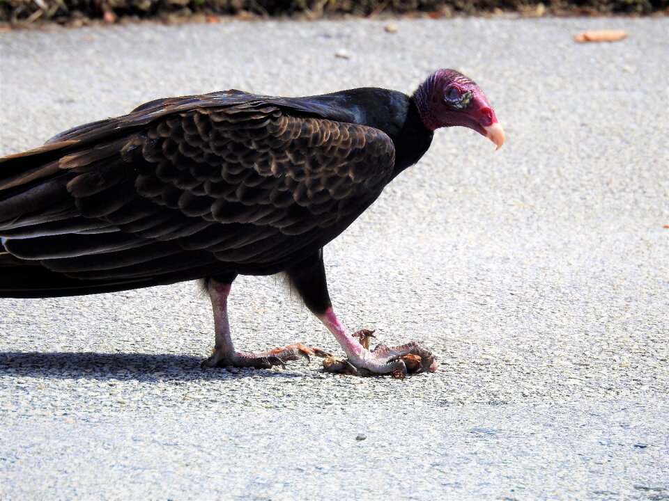Vulture bird wildlife