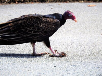 Vulture bird wildlife