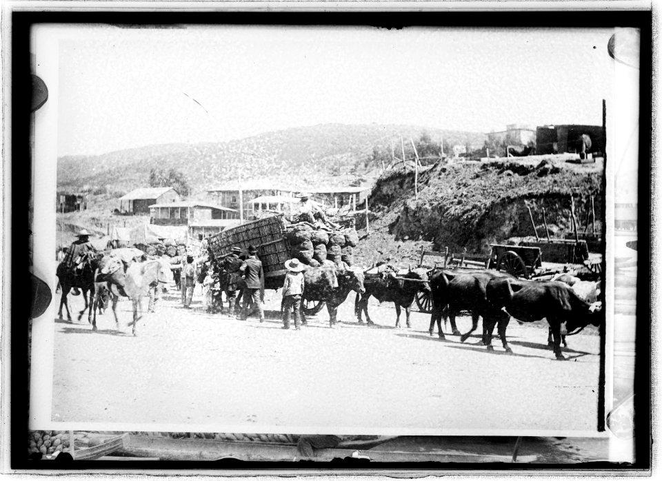 Chile Oxteani in Valparaiso LCCN2016820883