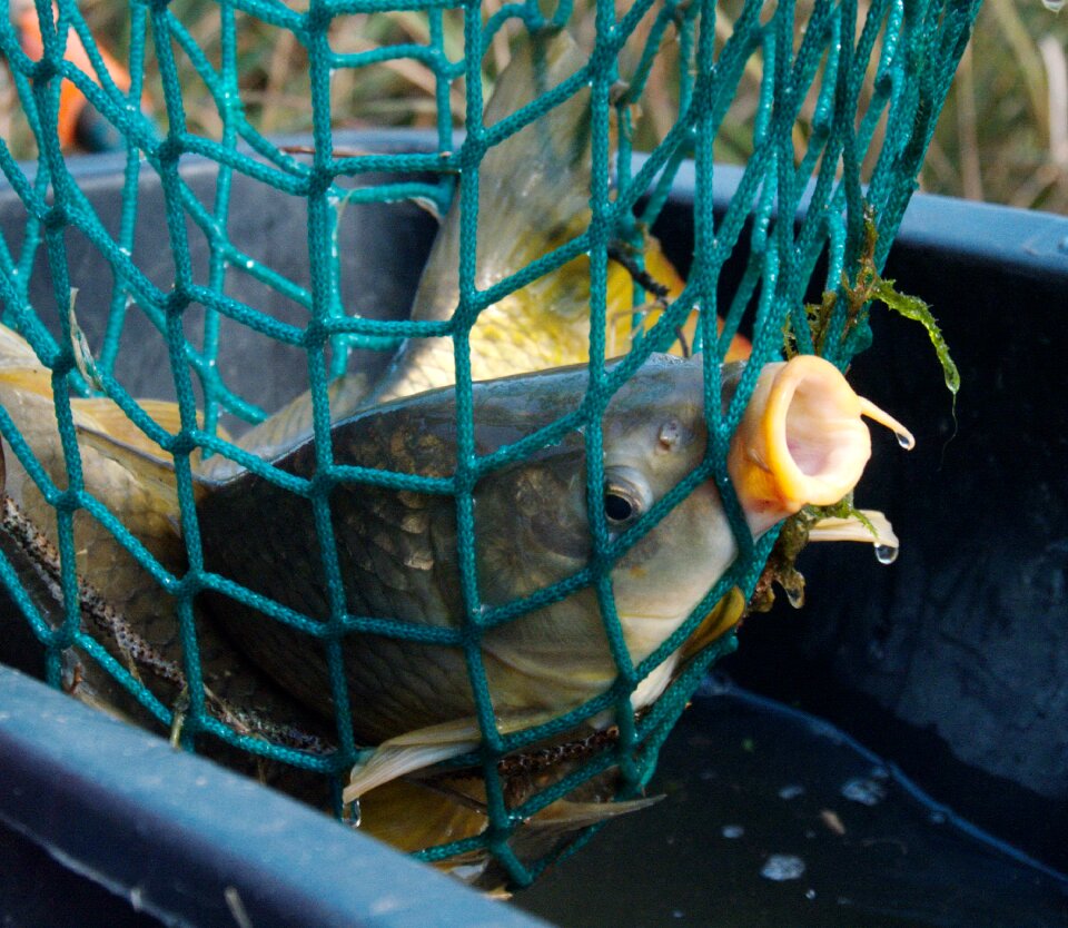 Fish fishing fishnet