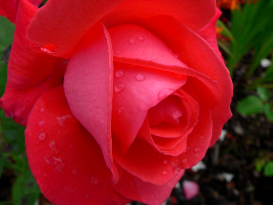 Love plant bloom