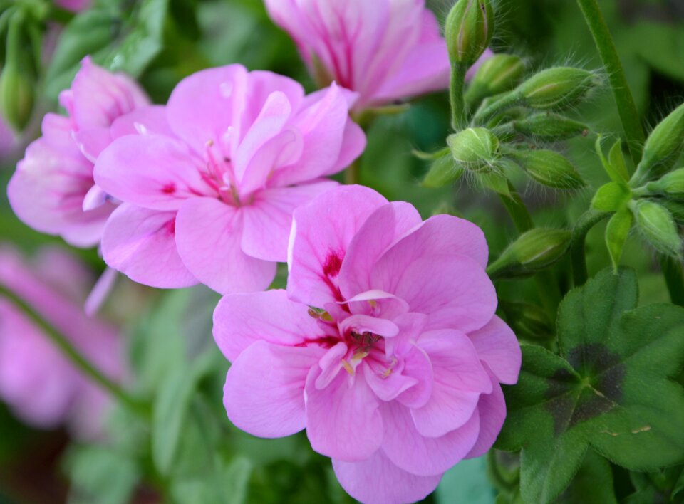 Garden nature fulfillment