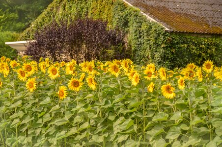 Field summer sunflower