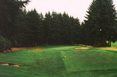 Sand trap sports trees