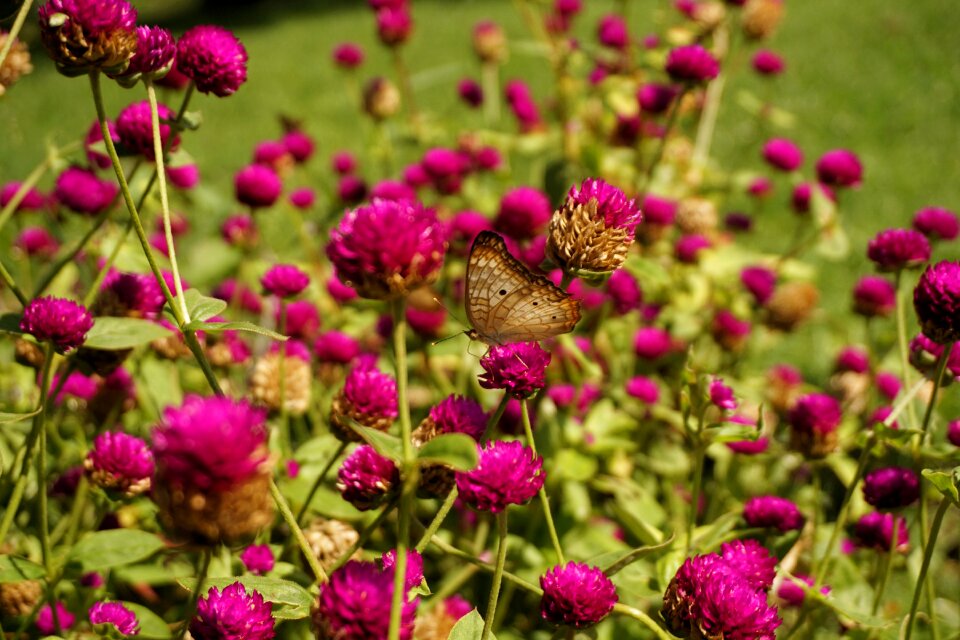 Purple insect nature
