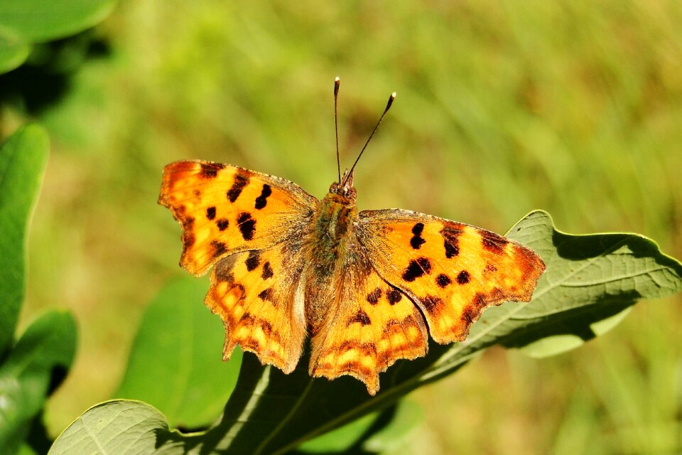 Animals at the court of butterfly