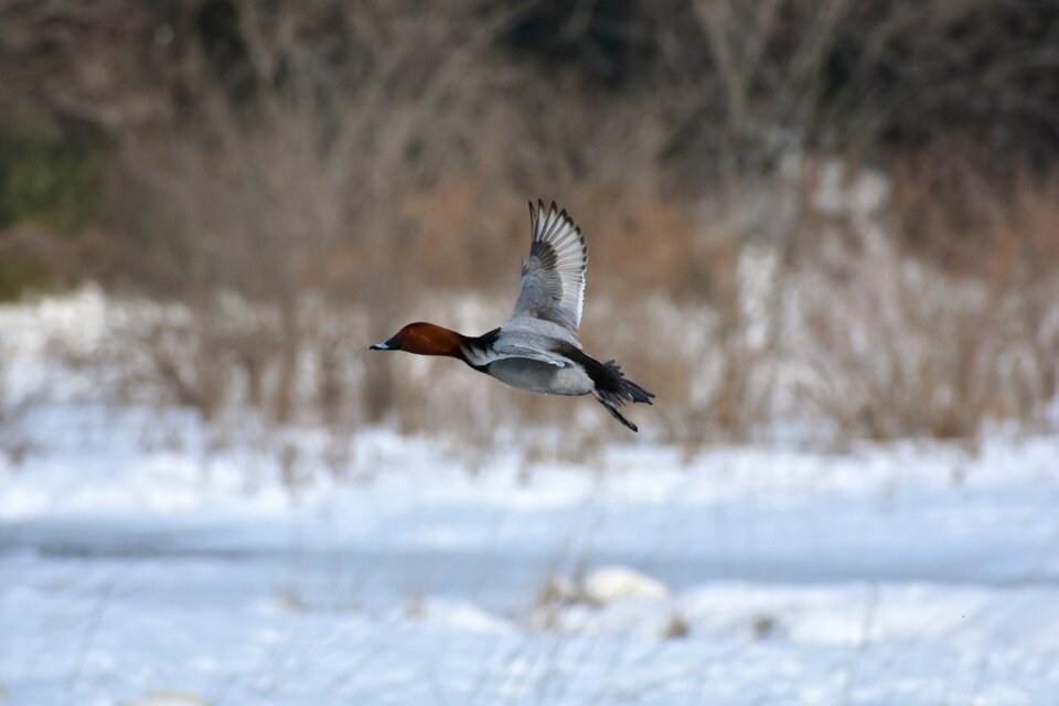 Bird wild birds waterfowl