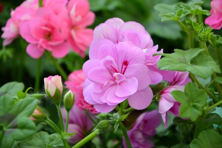 Pink flower green leaves nature