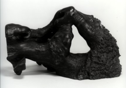 Chinese - Ornamental Root - Walters 61336 - Three Quarter