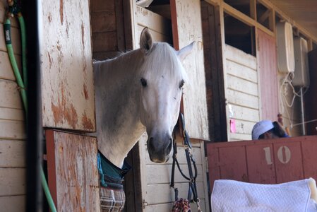 Horse horse show stable white stallion photo