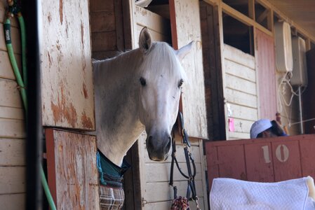Horse horse show stable white stallion