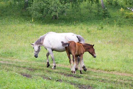 Horses foal grass