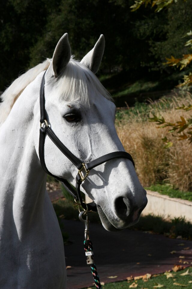 Dressage stallion leather halter