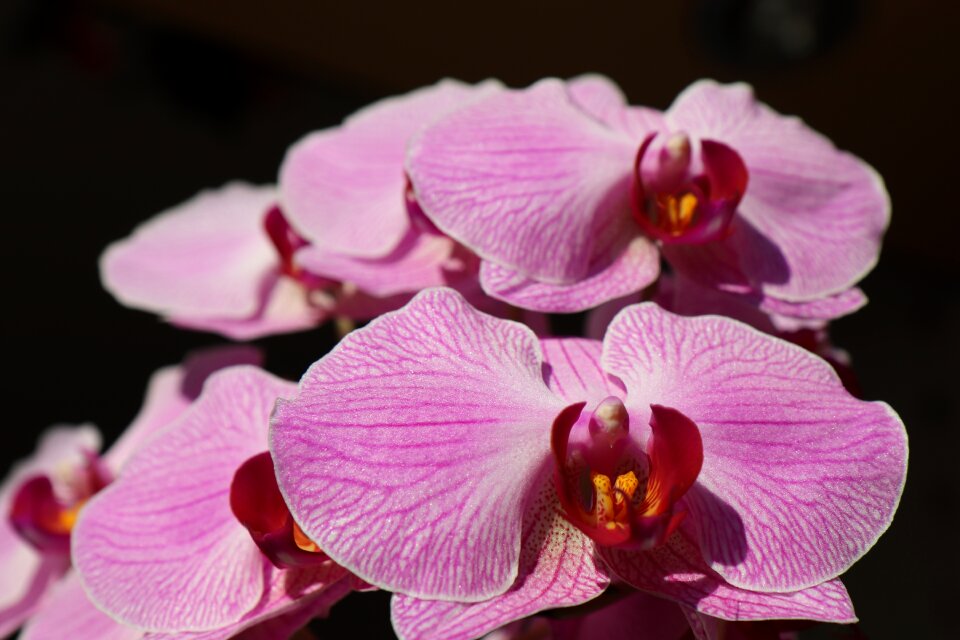 Bloom flower nature
