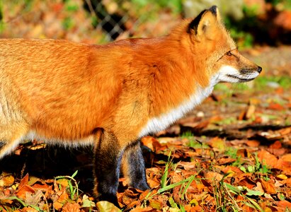 Reddish fur fur wild animal