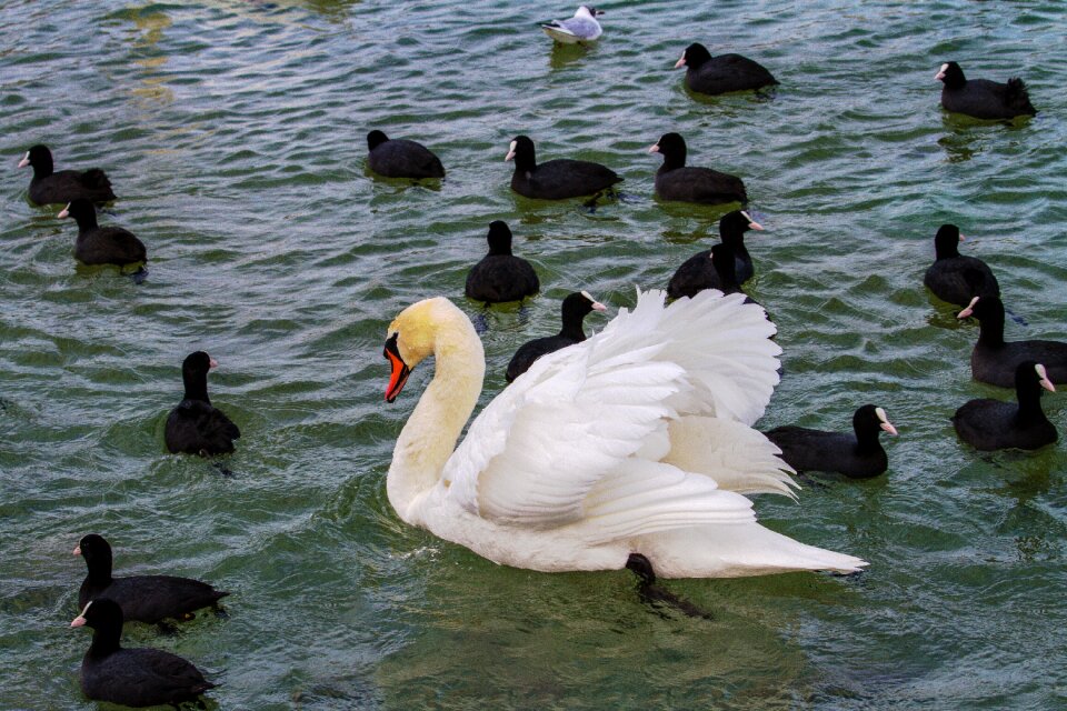 Waters bird water bird