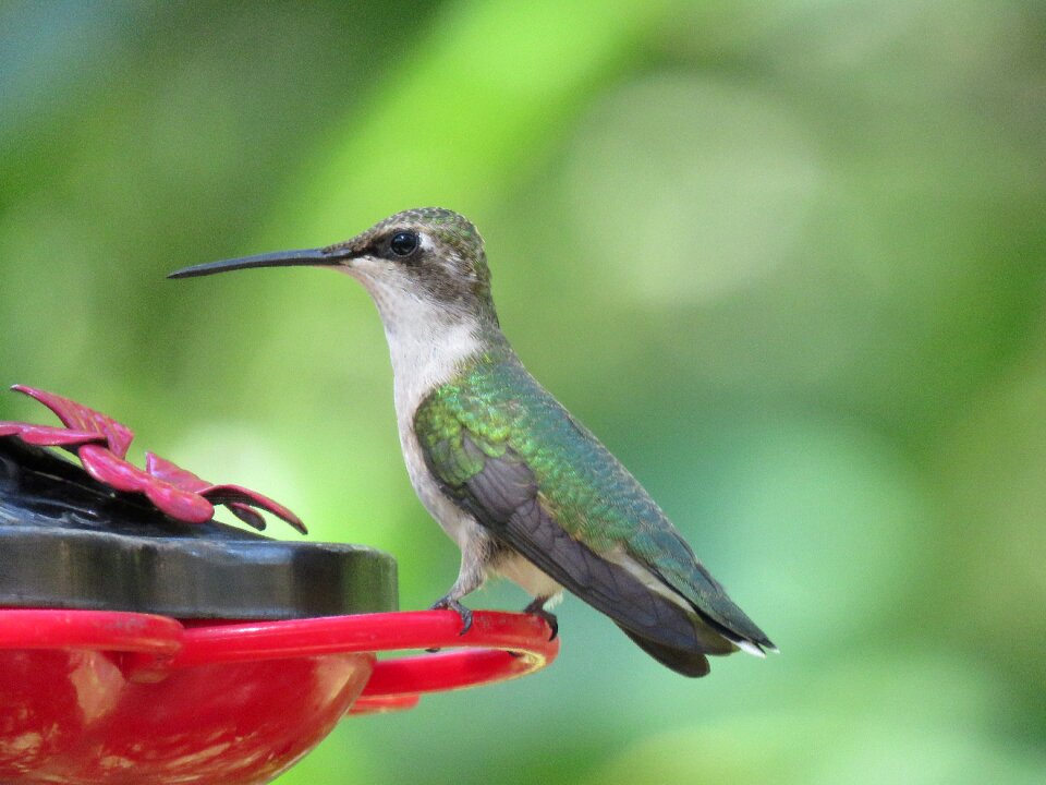 Hummingbird close up wildlife