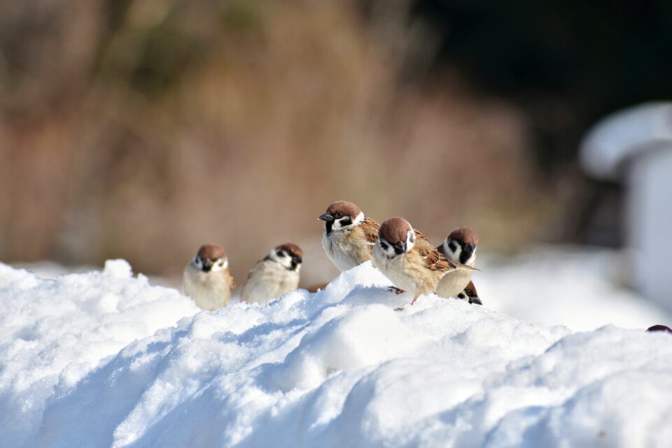 Little bird sparrow wild animal photo