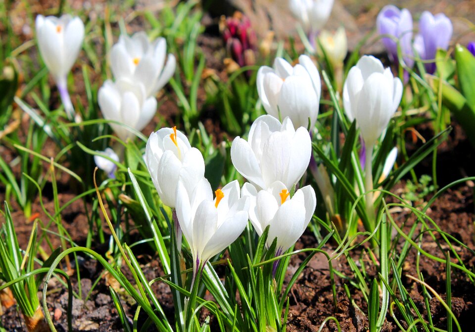 Spring flower nature