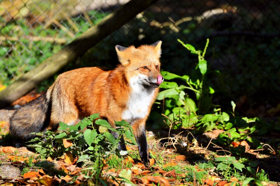 Reddish fur fur wild animal