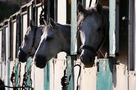 Gray horses grey horses gray horse photo