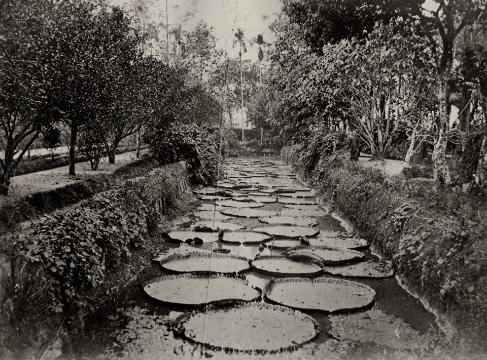 Chinesischer Photograph um 1860 - Lilienteich in einem Garten in Südchina (Zeno Fotografie)
