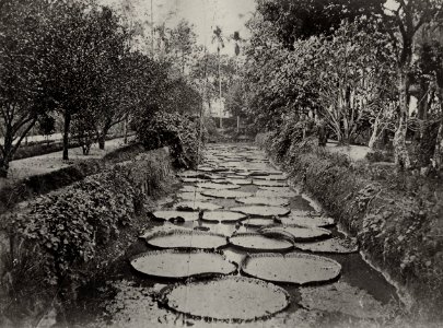 Chinesischer Photograph um 1860 - Lilienteich in einem Garten in Südchina (Zeno Fotografie)