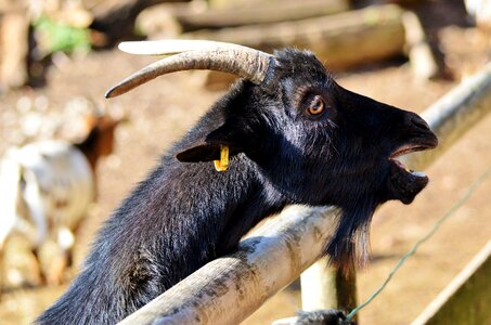 Domestic goat horns goatee photo