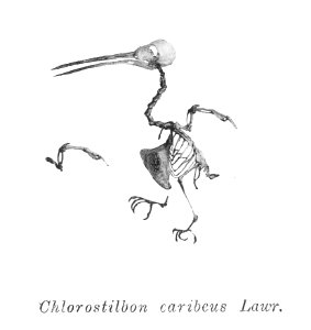 Chlorostilbon caribeus 205