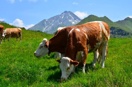 Austria alpine zillertal photo