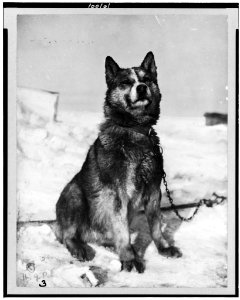 Chris, one of the dogs LCCN90709437