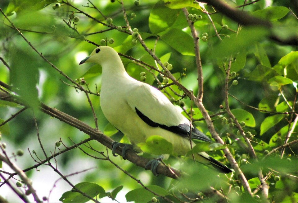 Animal outdoors tree