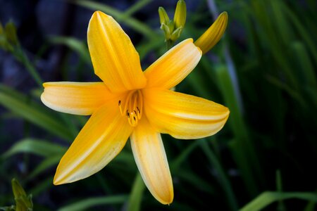 Flower macro garden