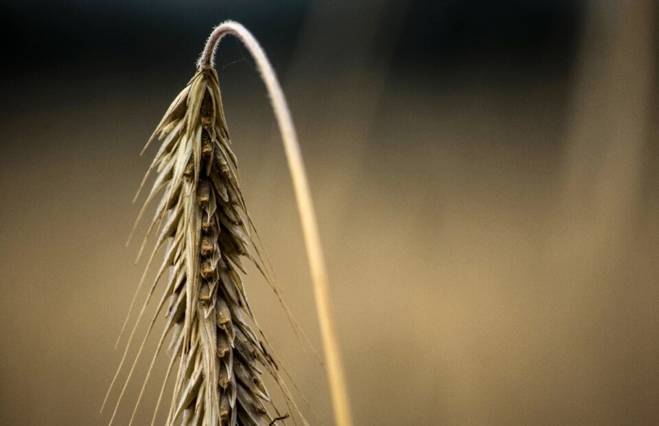 Growth harvest plant