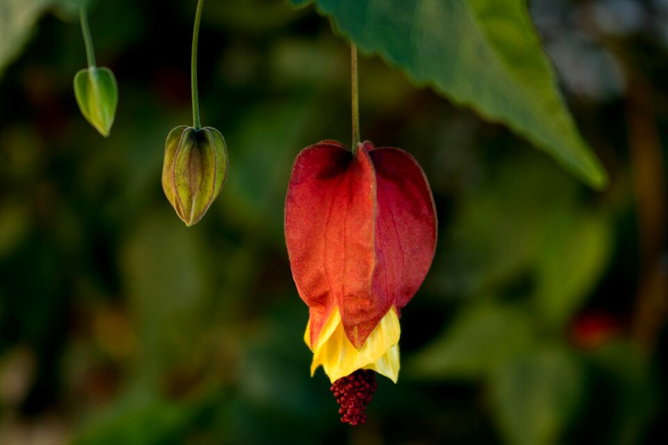 Flower macro garden
