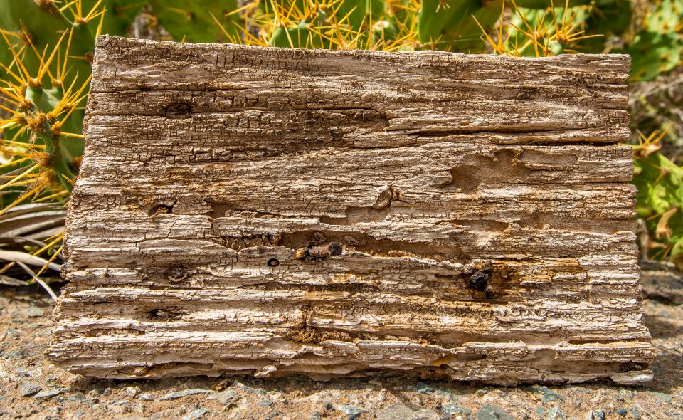 Wood structure grain backgrounds