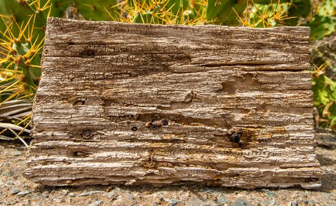Wood structure grain backgrounds photo
