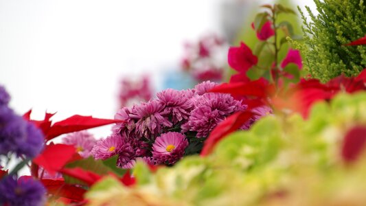 Chrysanthemum flower out of focus wolmido