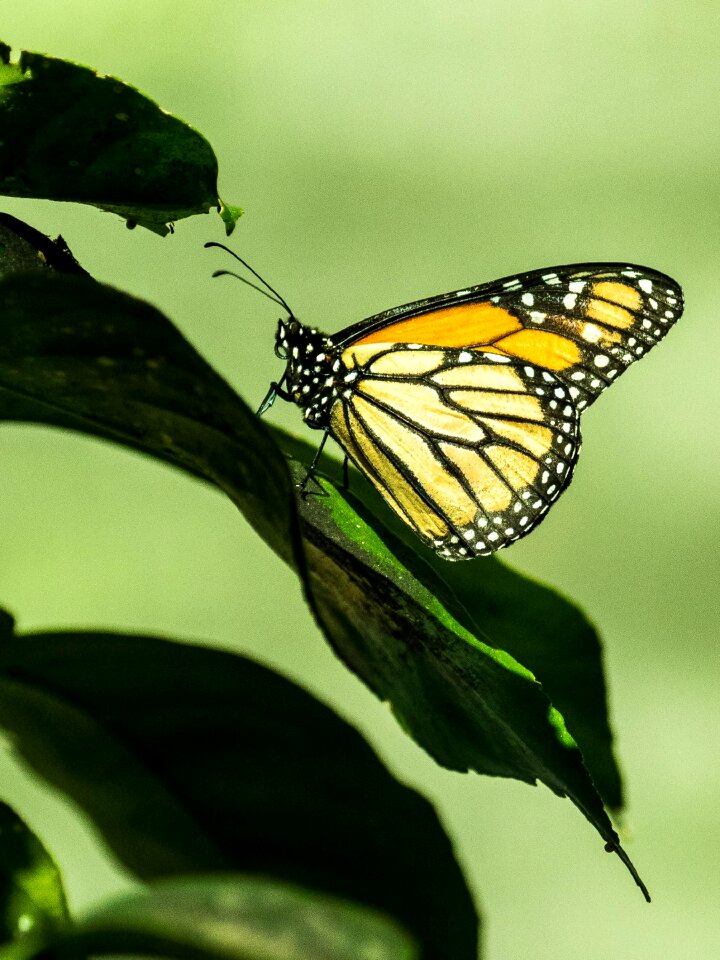 Insect nature wing