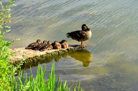 Bird nature water