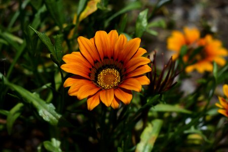 Flower plant summer photo