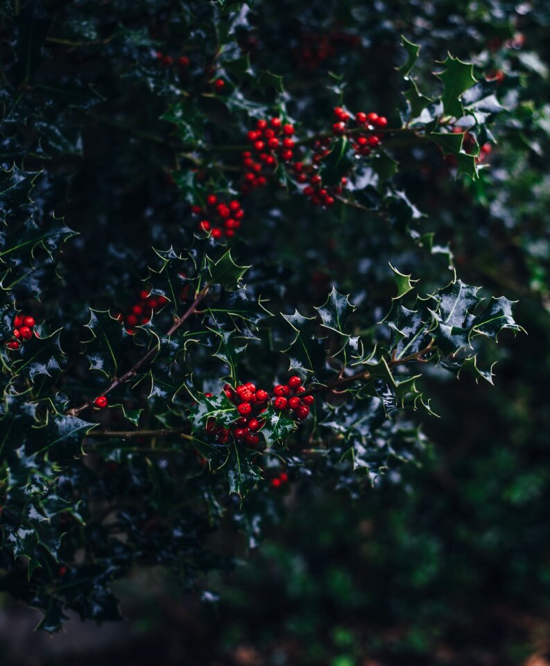Red fruit green