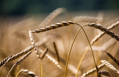 Wheat agriculture straw photo