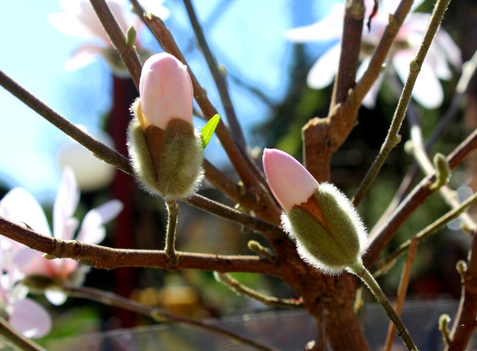 Tree branch flower