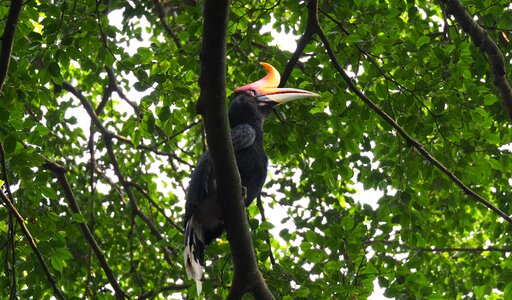 Wildlife outdoors animal
