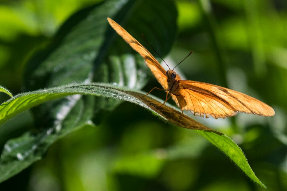 Nature leaf butterfly
