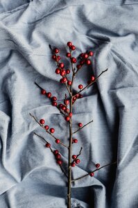 Fruit branch blue fruits