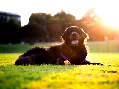 Grass field black dog photo